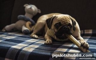 Evolution真人新注册礼包全攻略 | pg电子平台专属新手福利深度解析