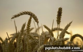 pg电子平台新手签到红包全攻略：玩法与收益指南